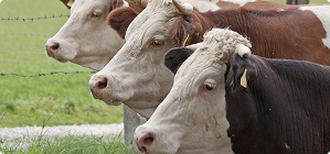 Туулган жөнүндө отчет